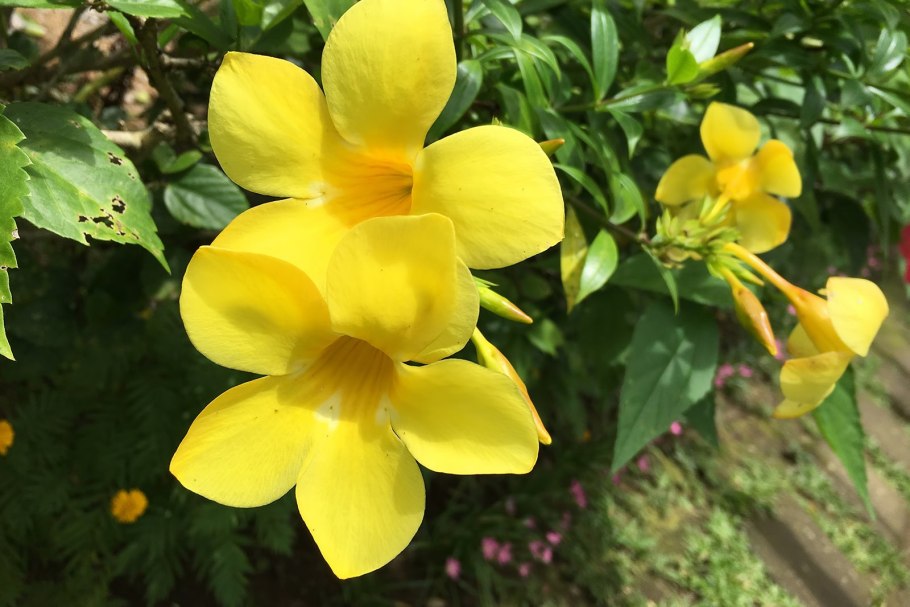 Алиссум скальный