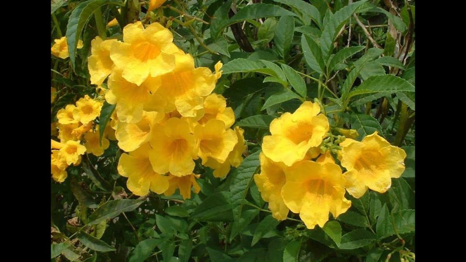 Йеллоу цветок