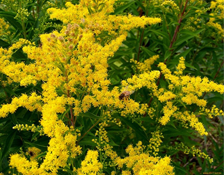 Пижма Мимоза