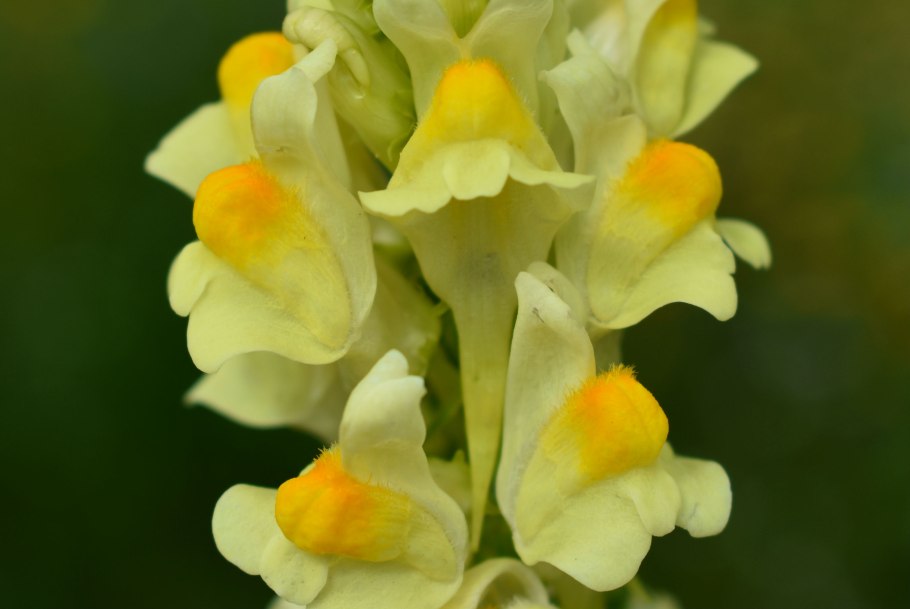 Алламанда слабительная