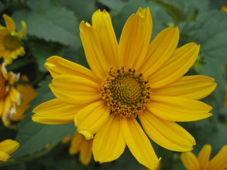 Рейнвардия растение