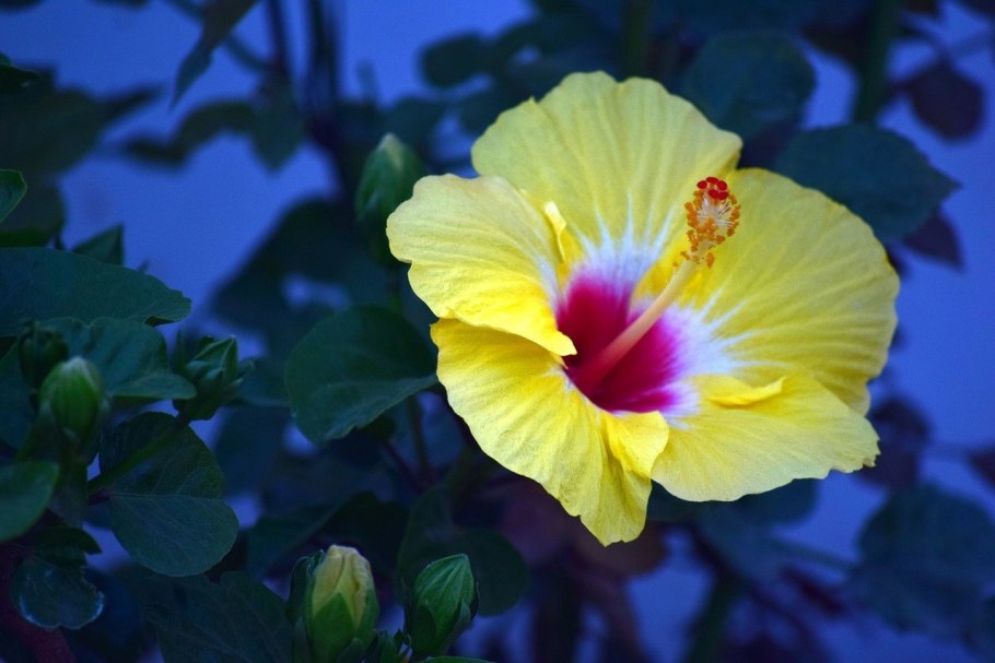 Хризоцефалум Chrysocephalum Desert Gold