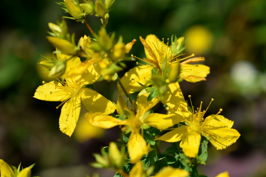 ЕМУЛИЯ желтая трава