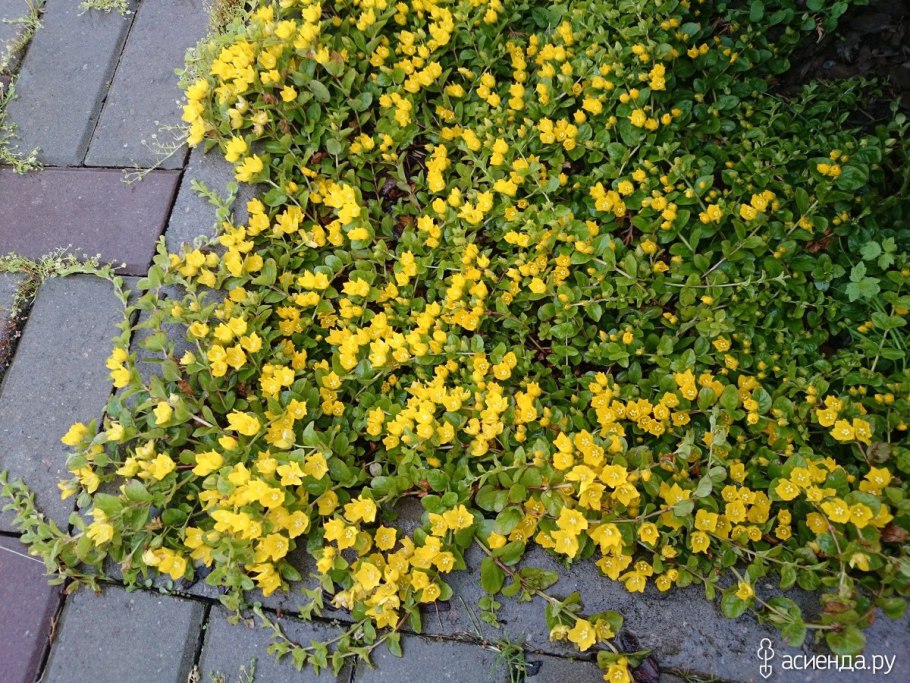 Маленькие желтые цветочки