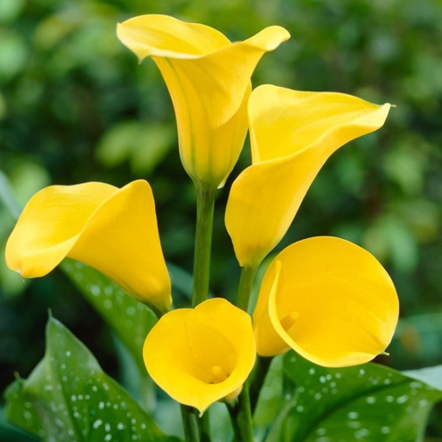 Пижма тысячелистниковая