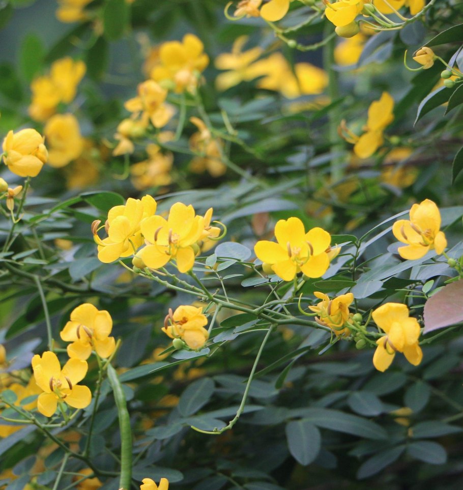 Первоцвет крупночашечный примула