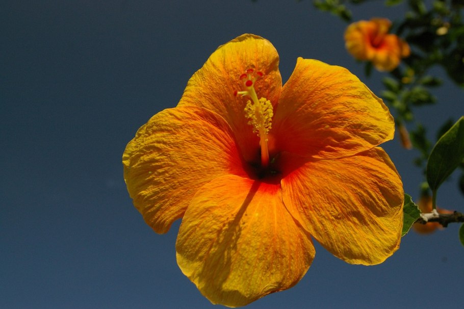 Калла Голд Раш