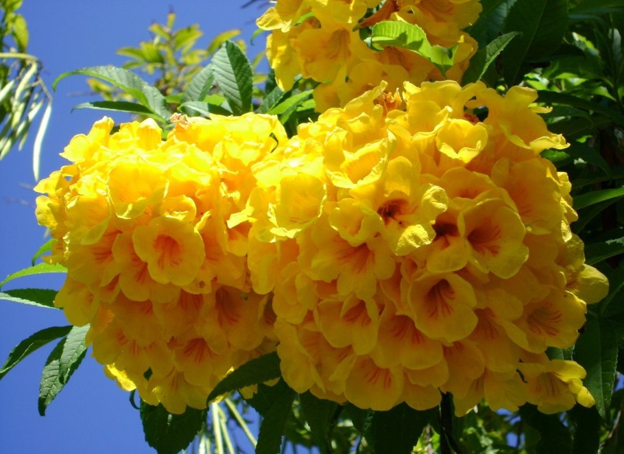 Гелиопсис подсолнечниковидный