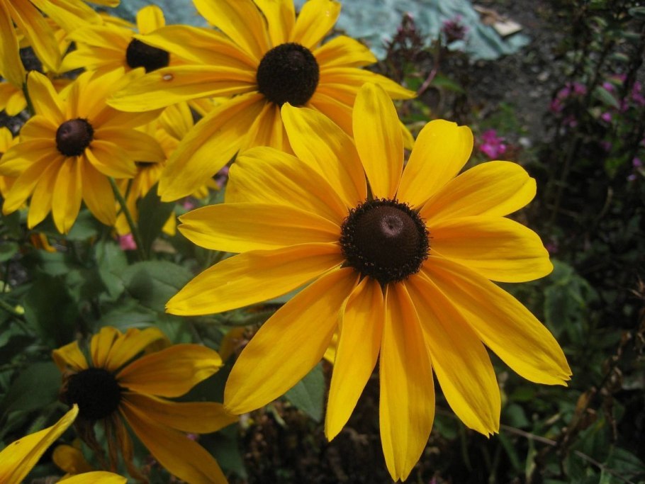 Жёлтые колокольчики Медуница