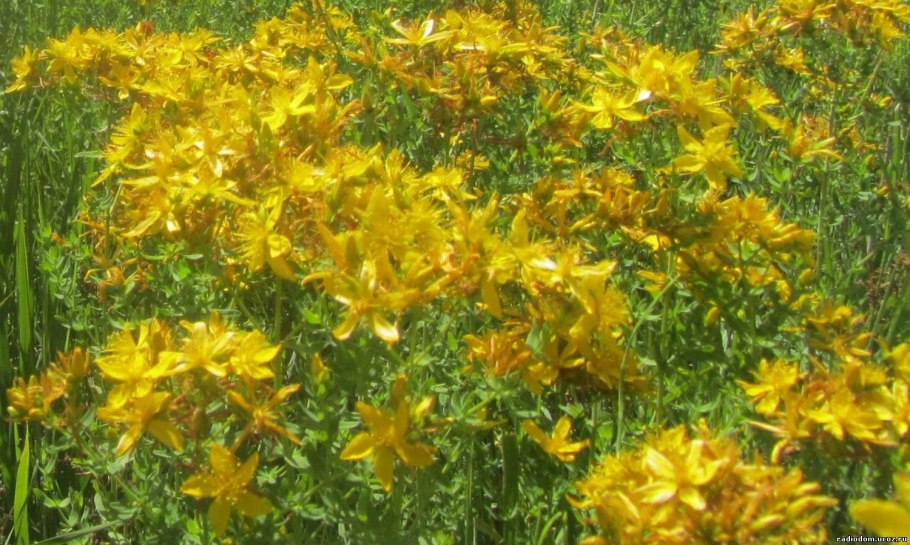 Зверобой продырявленный (Hypericum perforatum)