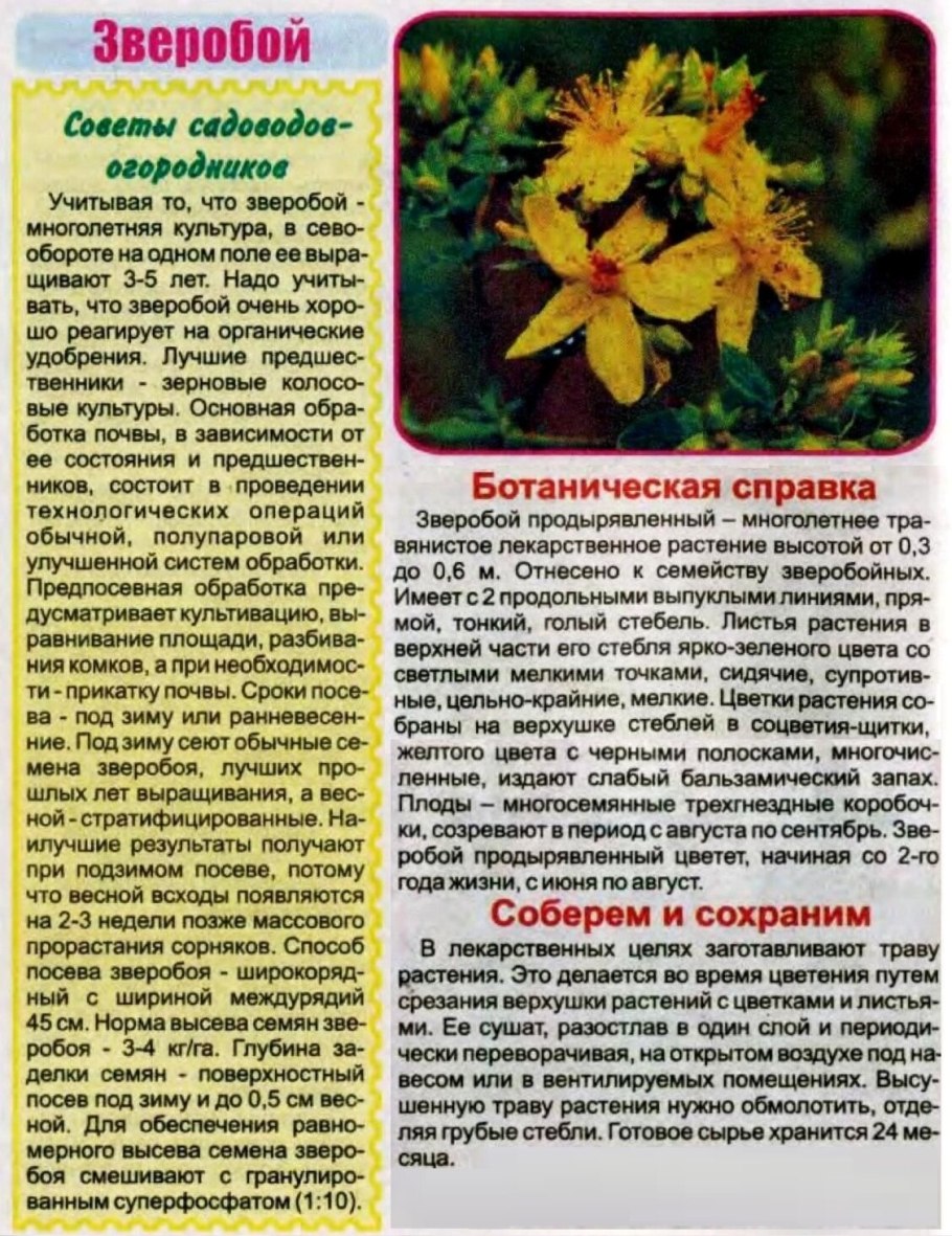 Зверобой продырявленный корень