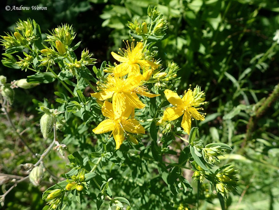 Зверобой продырявленный Солнечный Гавриш