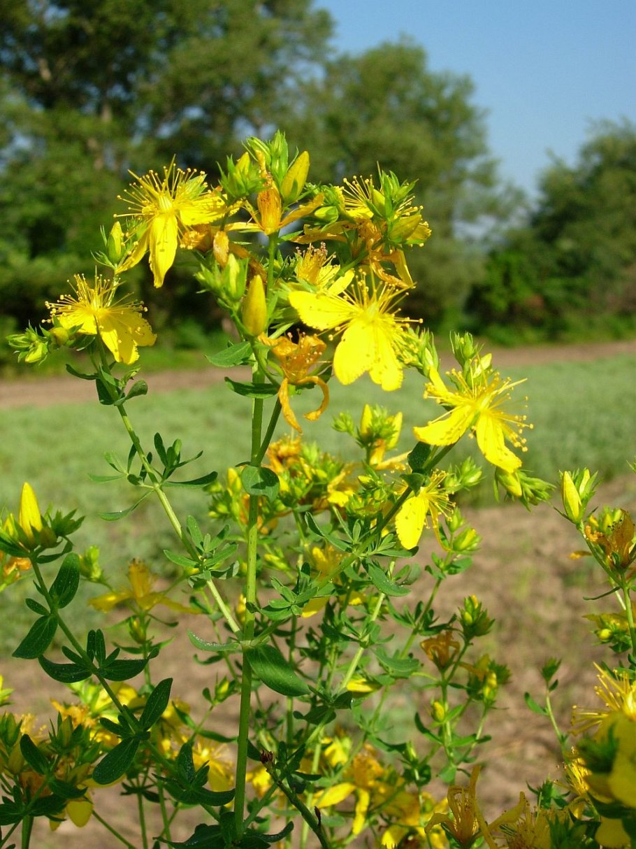 Зверобой трава лечебные