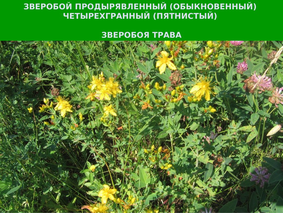 Зверобой (Hypericum)