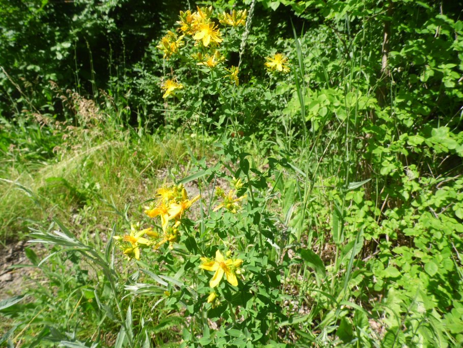 Зверобой продырявленный (Hypericum perforatum)