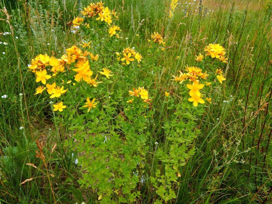 Зверобой продырявленный описание