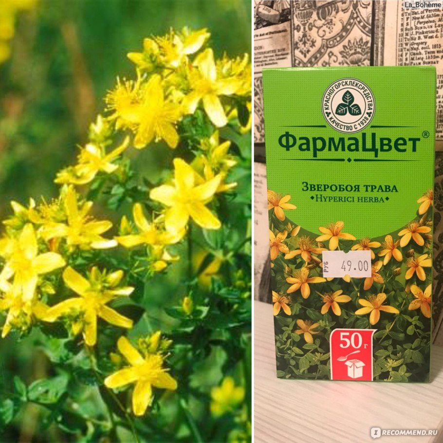 Зверобой володушковидный