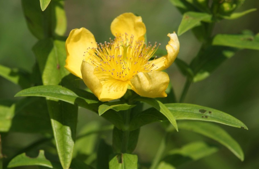 Ветки зверобоя продырявленного с цветами