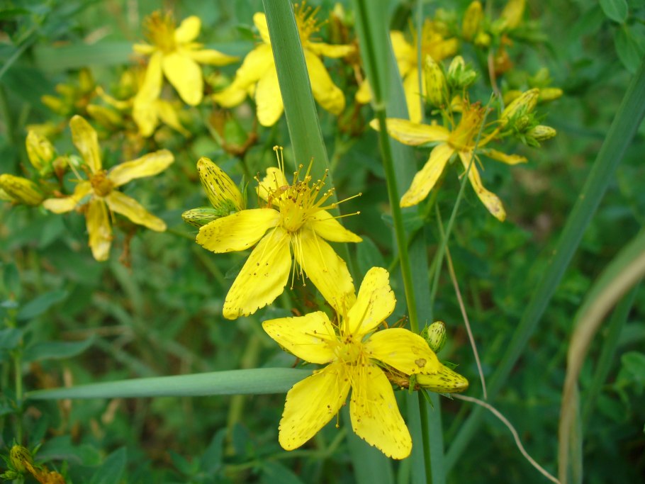 Зверобой трёхграннолистный
