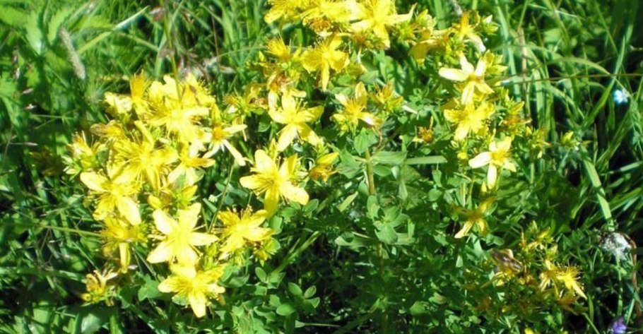 Зверобой пронзеннолистный