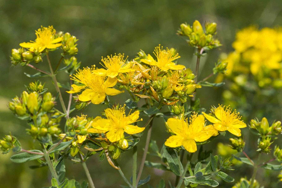 Зверобой продырявленный Hypericum perforatum l.