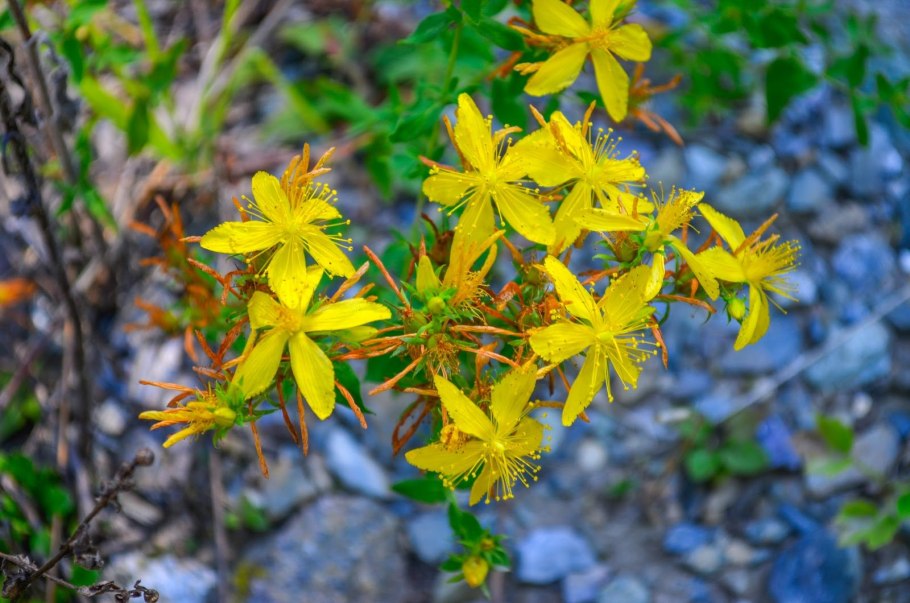 Зверобой продырявленный Hypericum perforatum l.