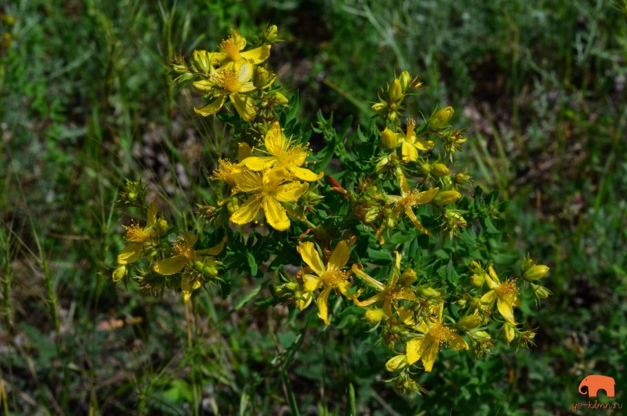 Зверобой продырявленный (Hypericum perforatum)