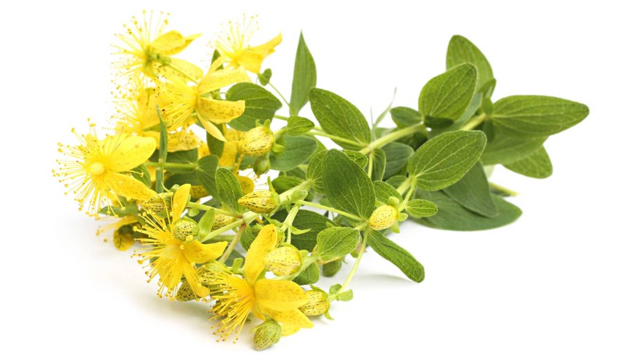 Зверобой продырявленный Солнечный