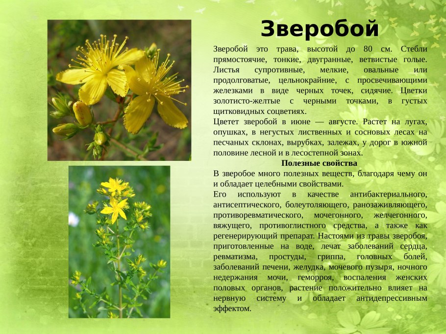 Sunatoarea цветы