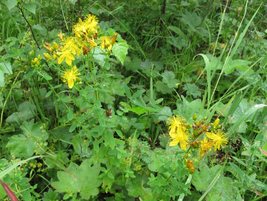 Зверобой Монбре