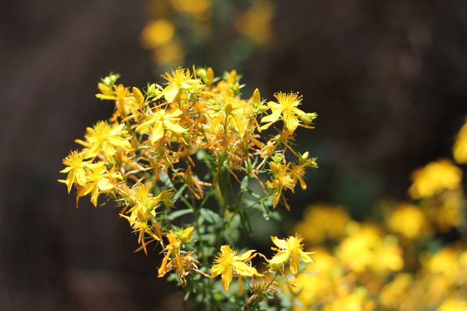 Зверобой пятнистый