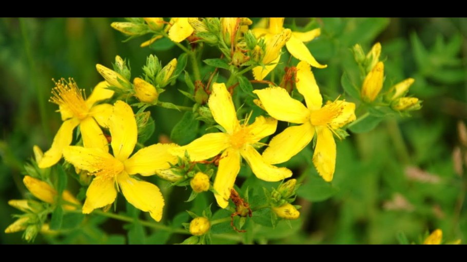 Зверобой шероховатый