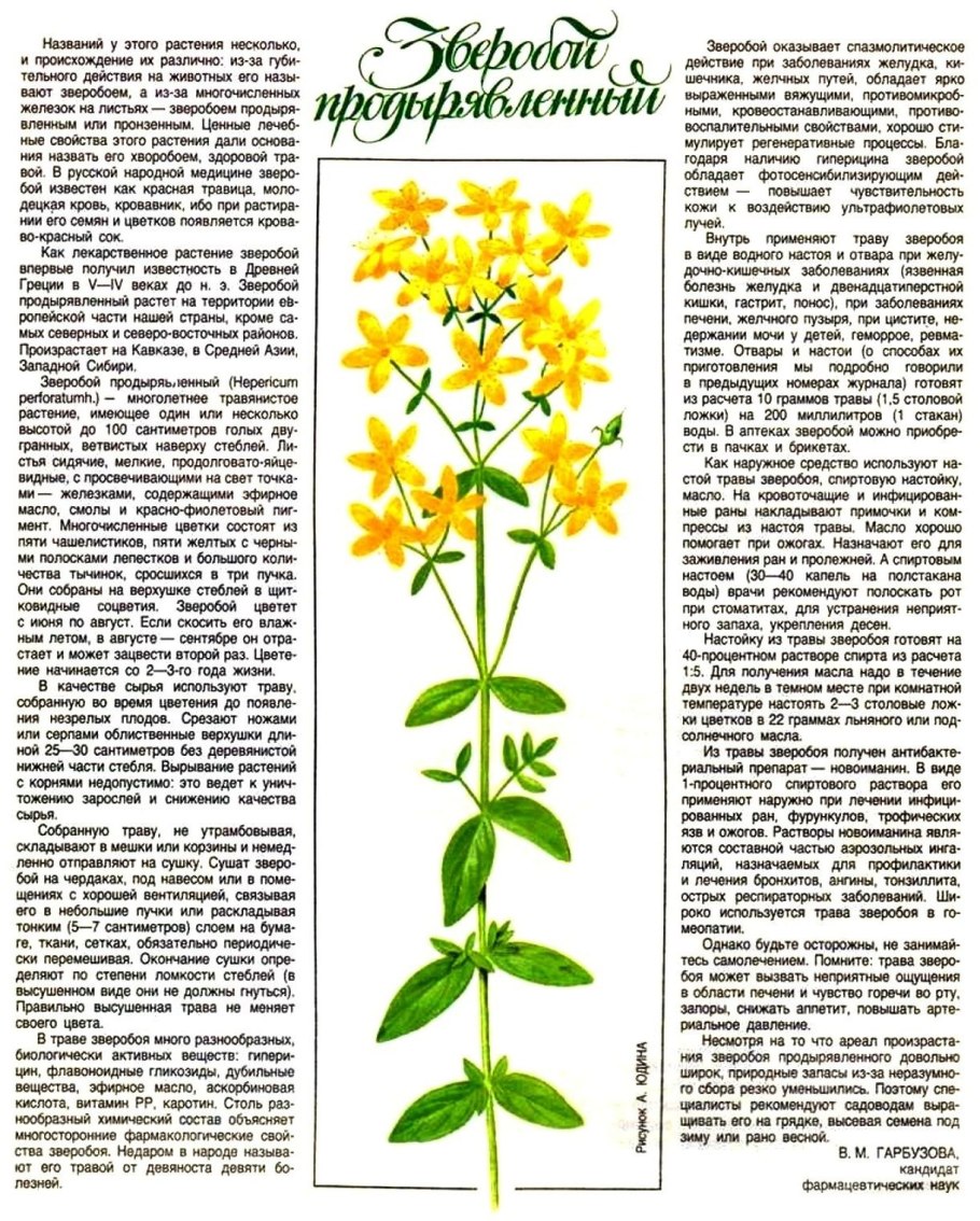 Зверобой продырявленный (обыкновенный)