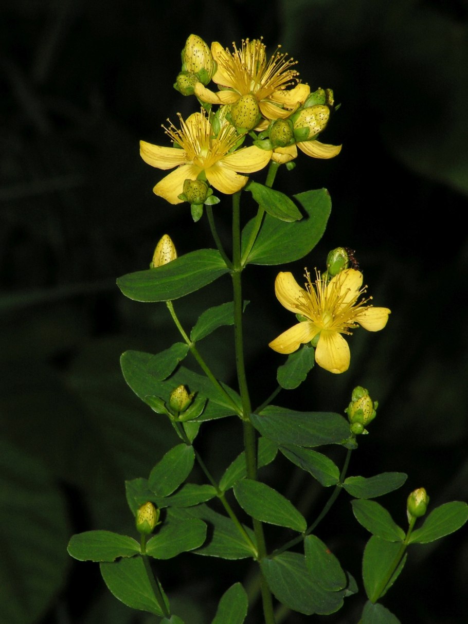 Пижма зверобой