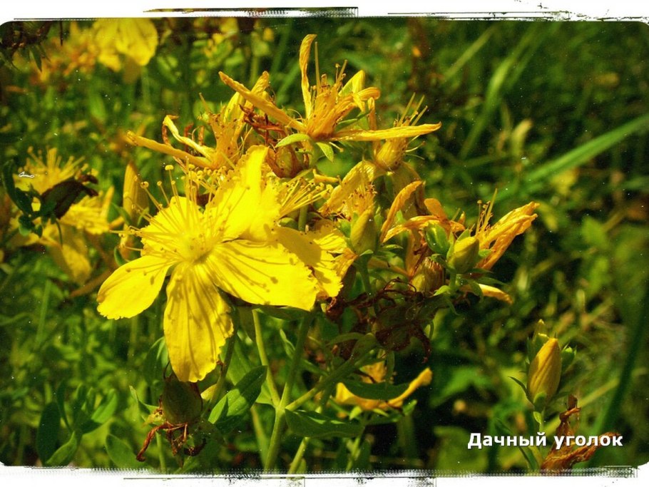 Зверобой продырявленный (Hypericum perforatum)