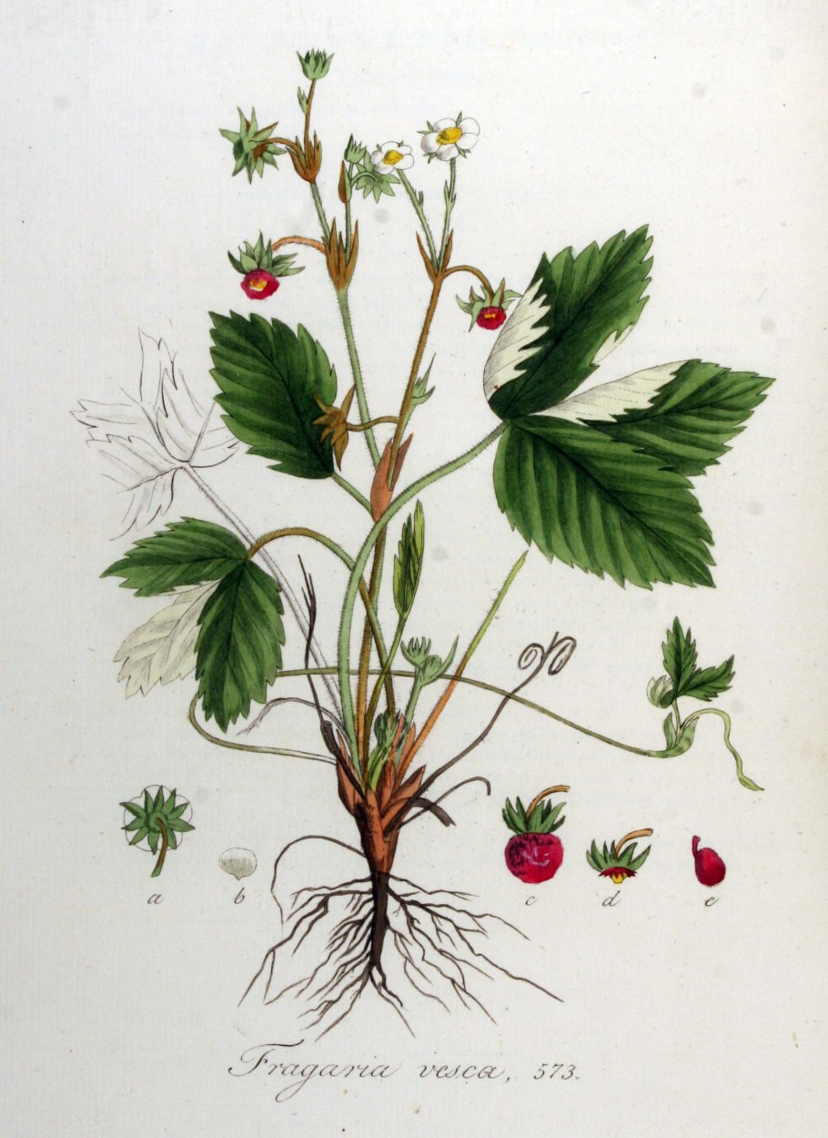 Лекарственные растение чисто тел