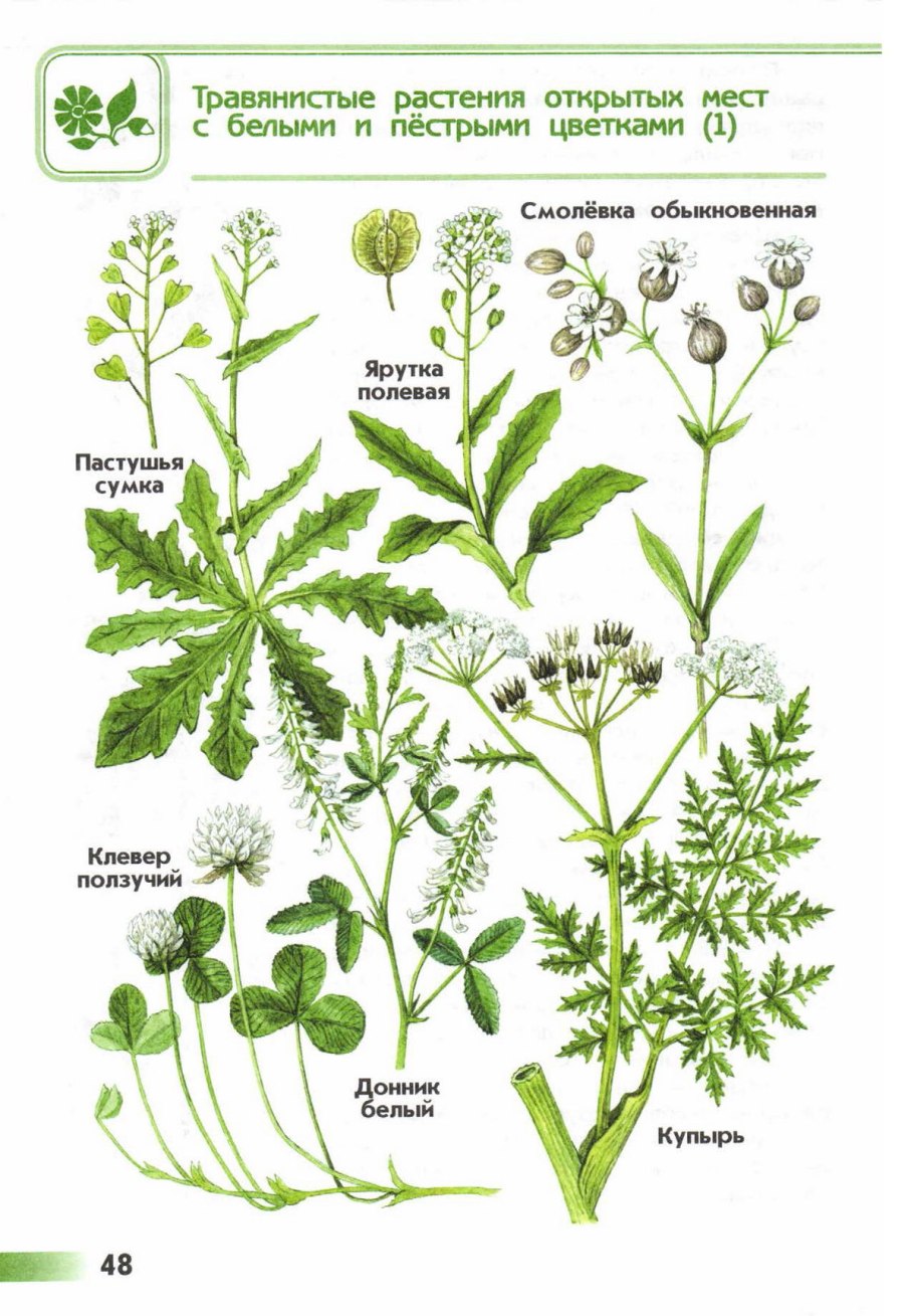 Фрондозные соцветия