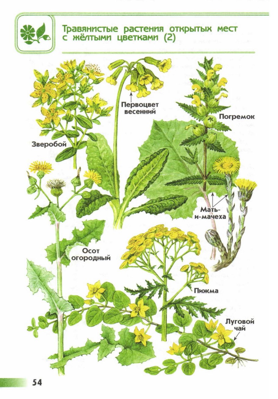 Корень валерианы; пион; шлемник