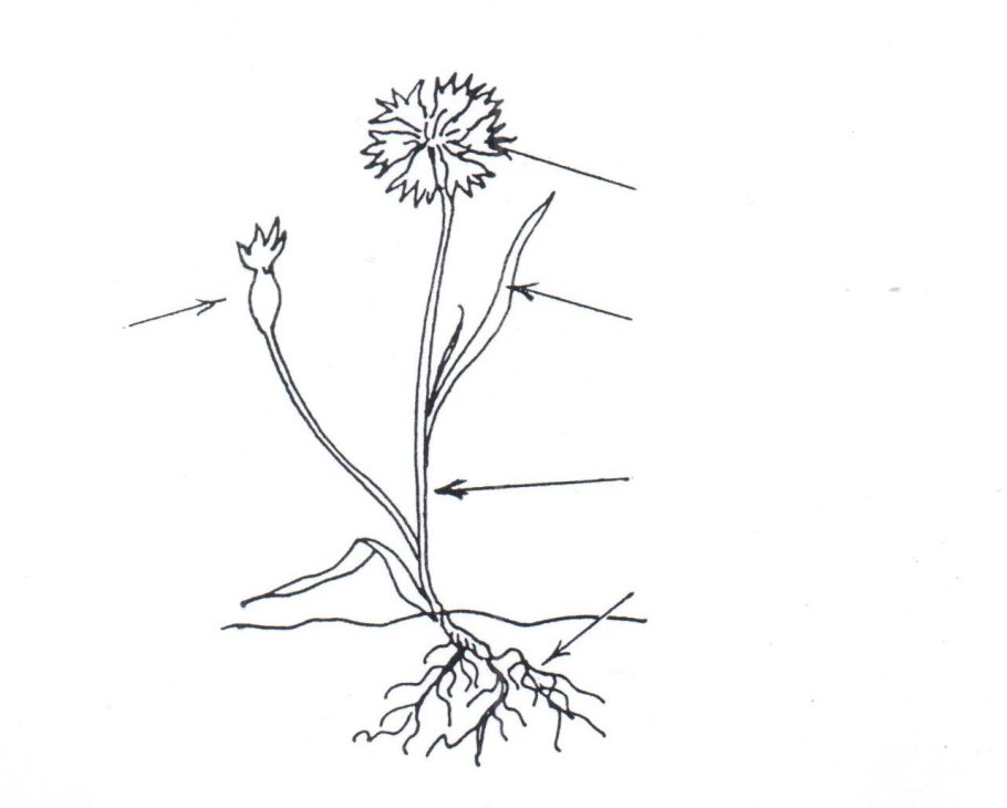 Части растений раскраска
