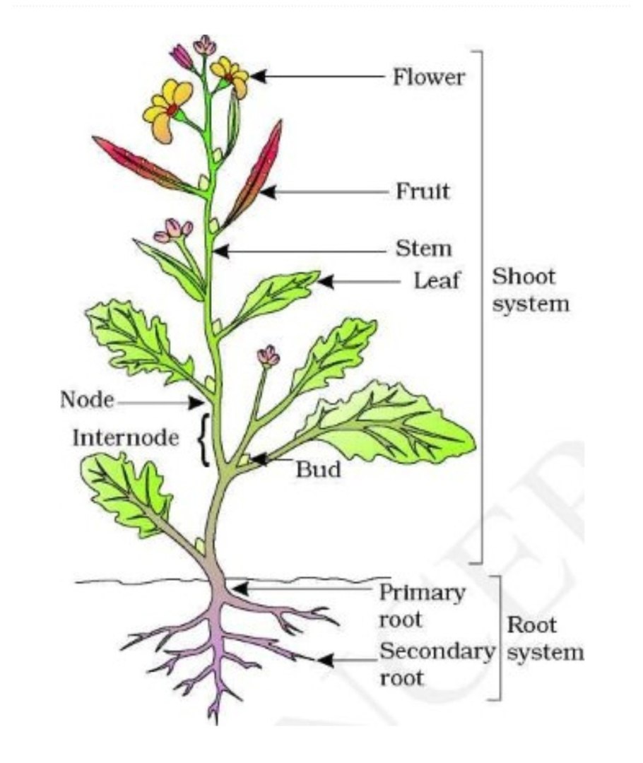 Одуванчик Аянский