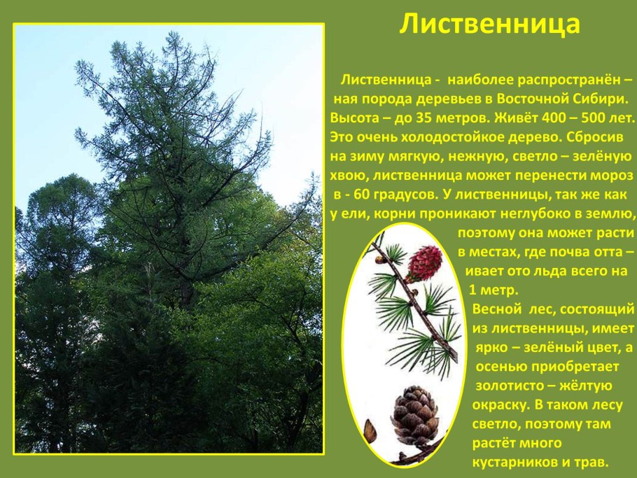 Семена деревьев и кустарников