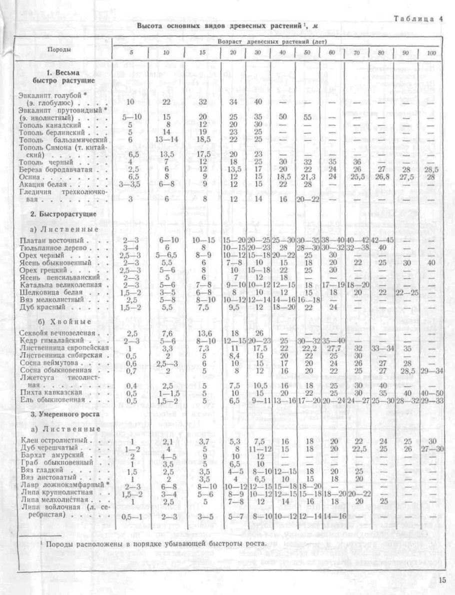 Пихта ель сосна Секвойя