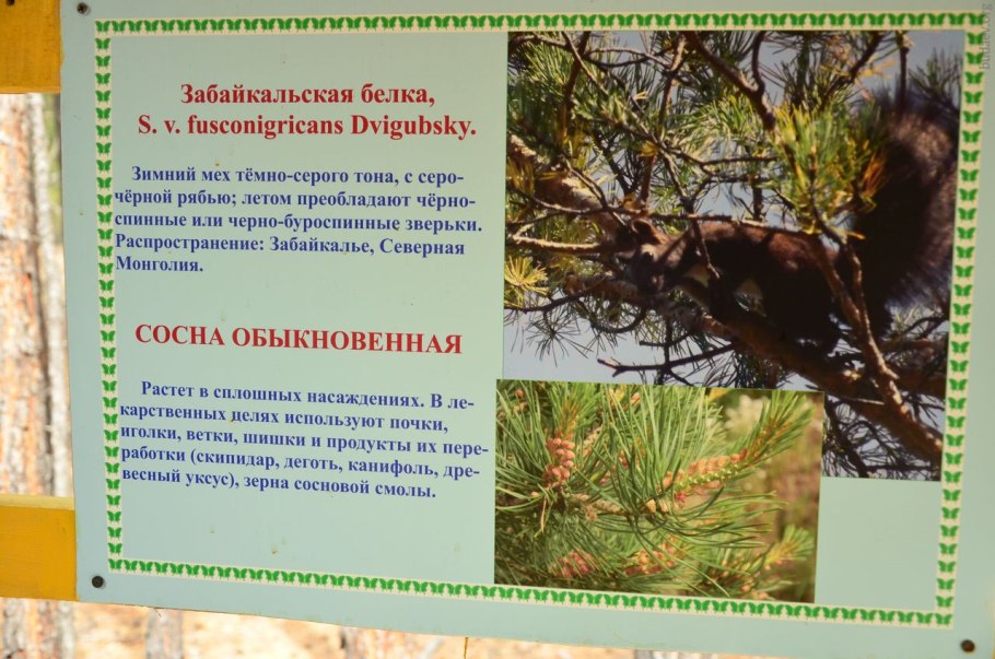 Как определить Возраст ветки