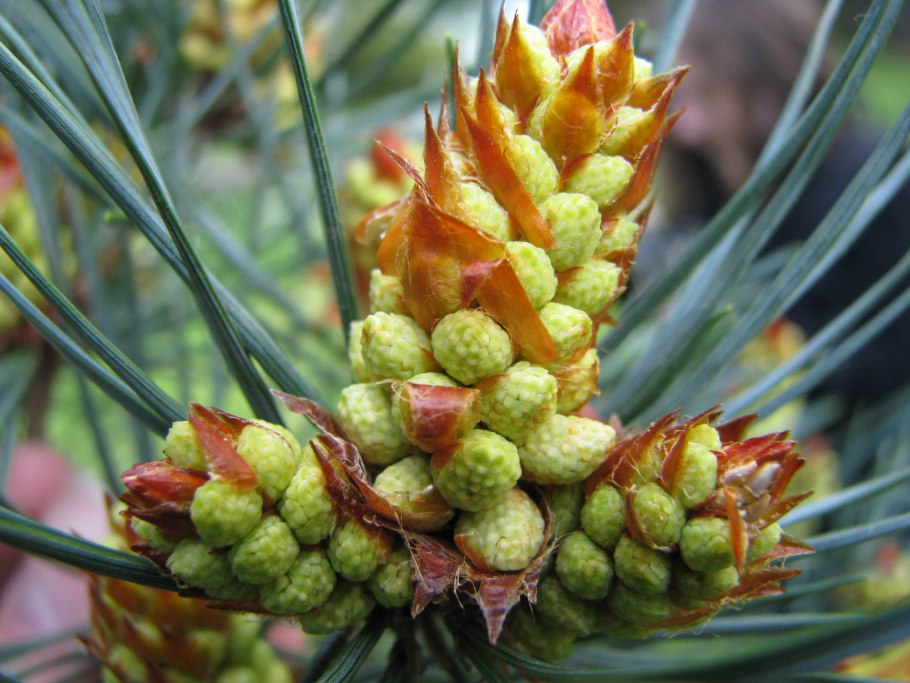 Pinus sylvestris
