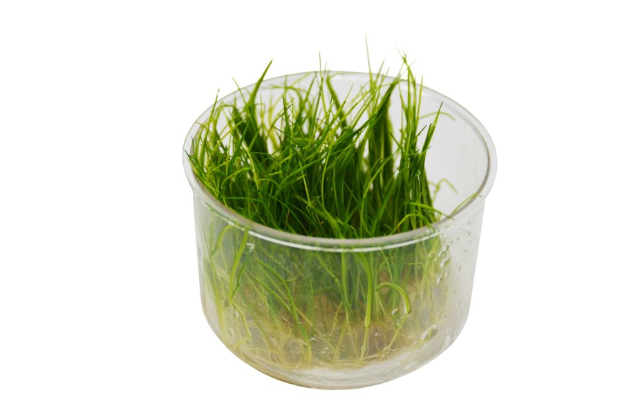 Элеохарис Ацикулярис