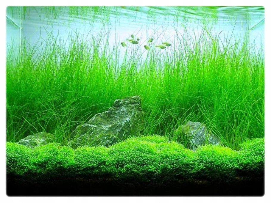 Элеохарис игольчатый