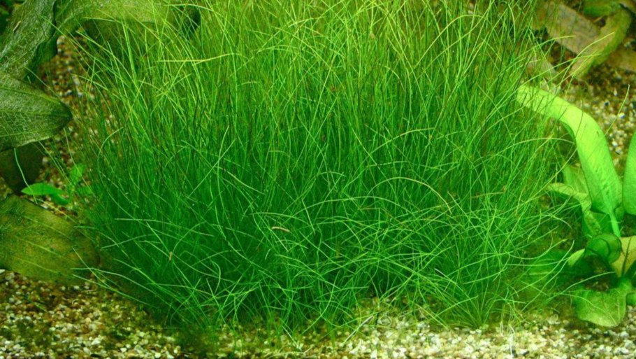 Eleocharis parvula Mini