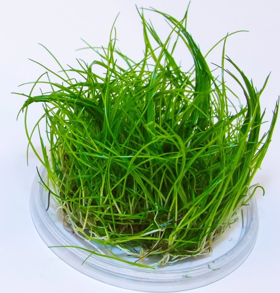 +"Eleocharis pusilla"