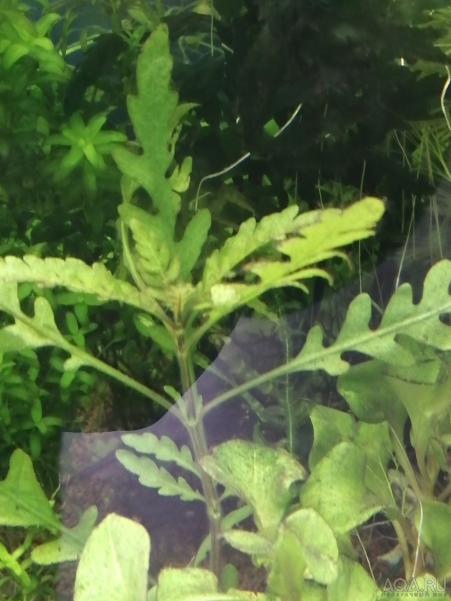 Eleocharis parvula/ элеохарис