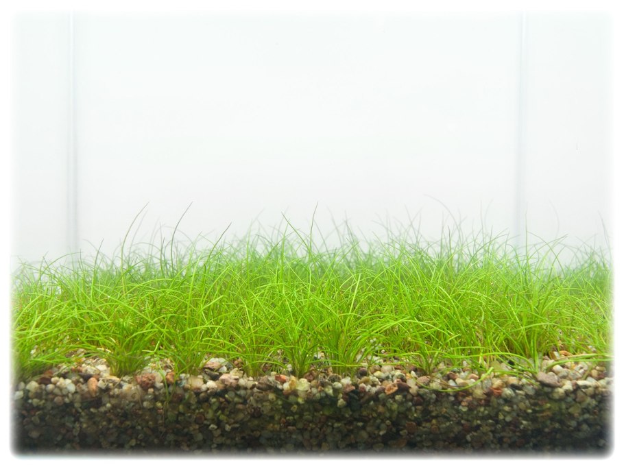 Ситняг Ксингу